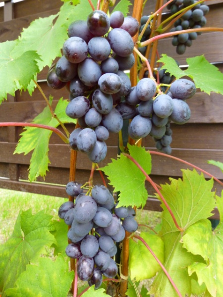 Plik:Century2 grono gronkowiec.jpg