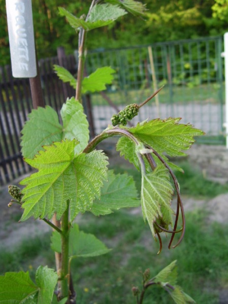 Plik:Marquette koronka1.jpg