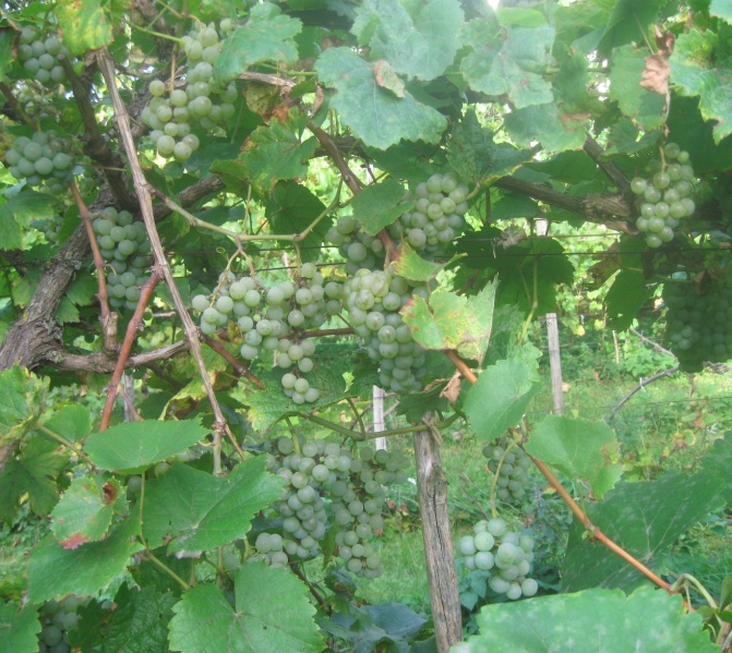 Plik:20092023 Hiber.JPG