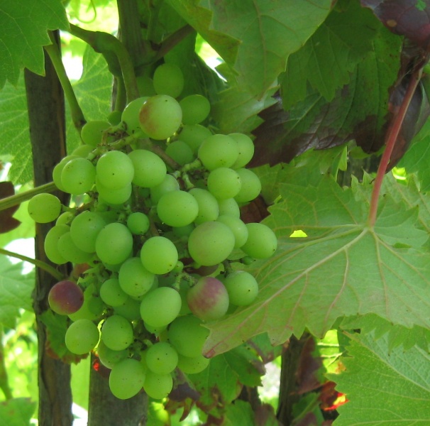 Plik:08072018 Esther.JPG