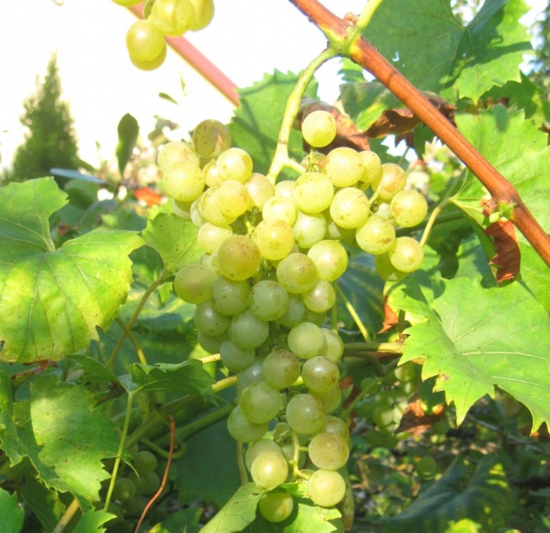 Plik:17082018 Bianca.JPG