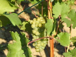 Soreli - grono 19/08/2018; foto:RobertR