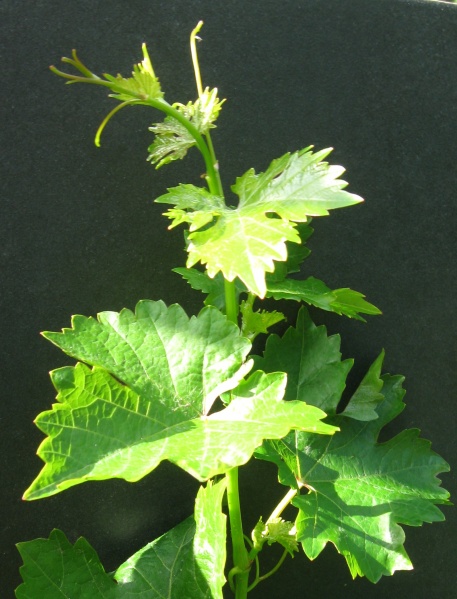 Plik:08072018 CV.JPG