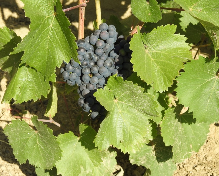 Plik:150820923 Calandro.jpg