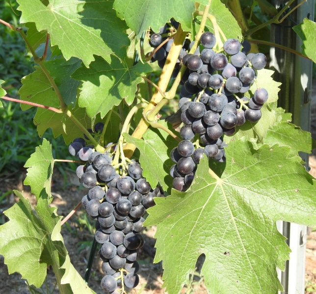 Plik:22072018 MB.jpg