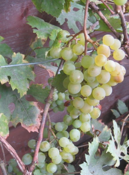 Plik:TP 01092022.JPG