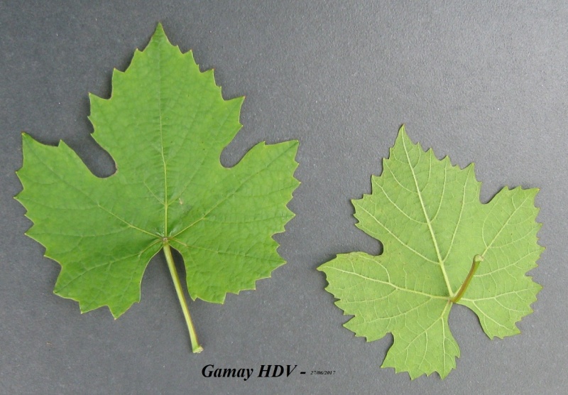 Plik:27062017 GW-L.JPG