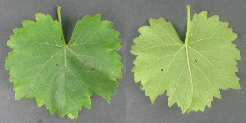 Plik:01082023 SG.jpg