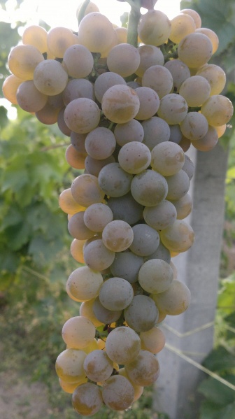 Plik:Solaris 2012-09-09.jpg