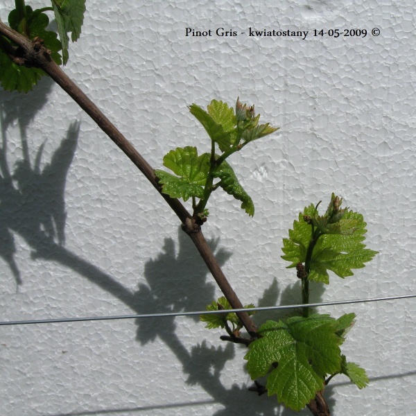 Plik:PG 4latek-kwiatostany.jpg